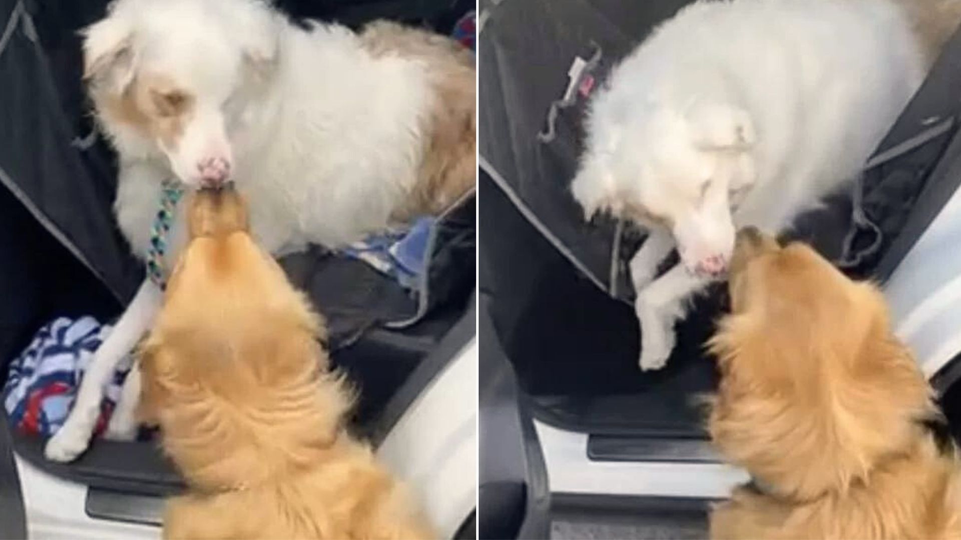 An Ohio Dog Says Hello To His Blind Friend In The Sweetest Possible Way