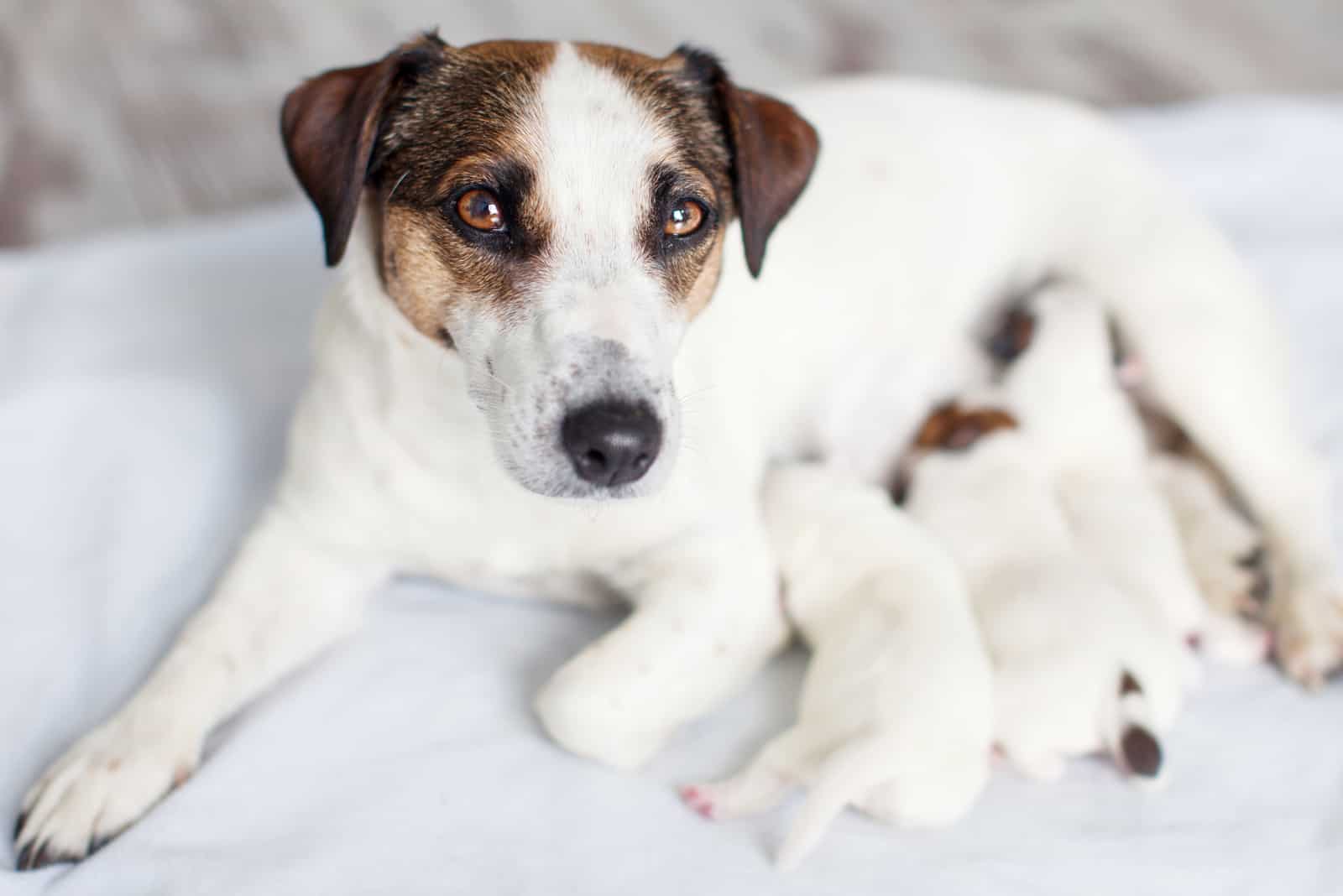 Dog breastfeeding puppies