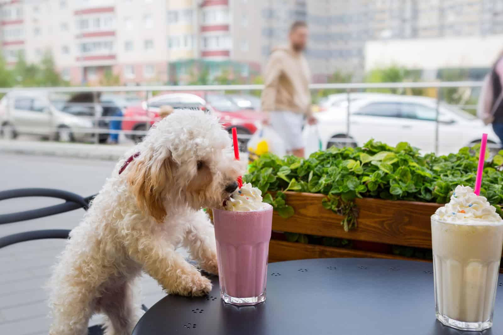 Dog breed maltipoo in a cafe eating whipped cream from the milkshake