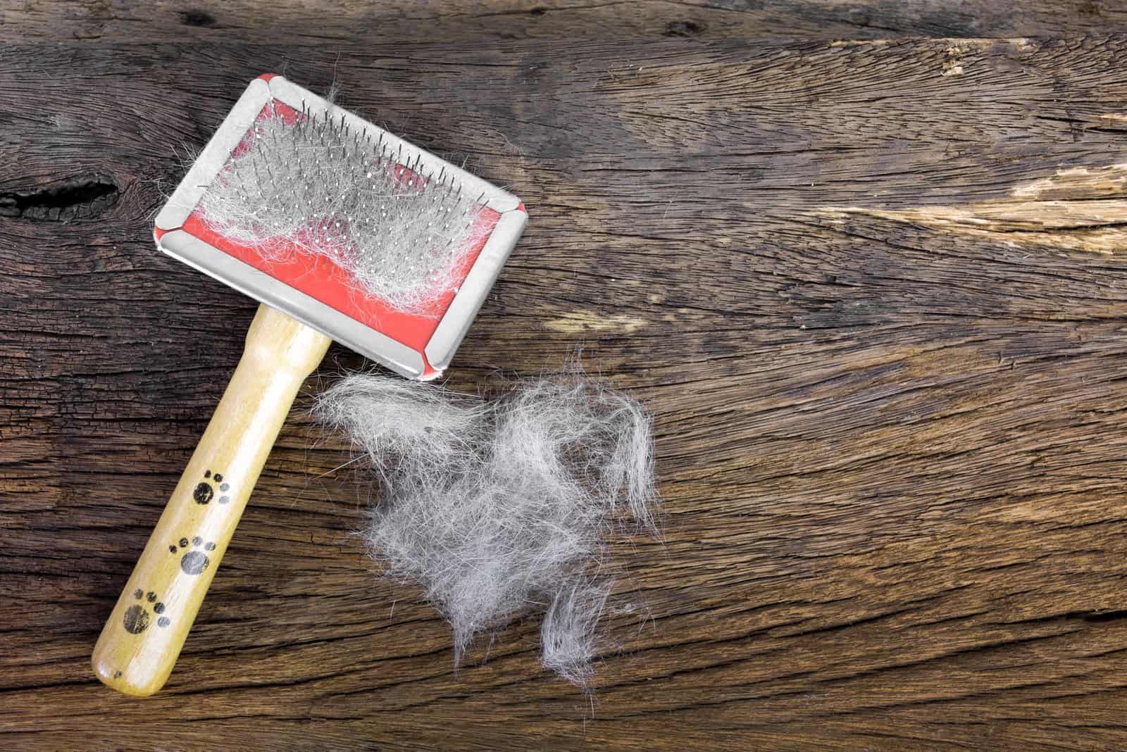 dog brush on a table