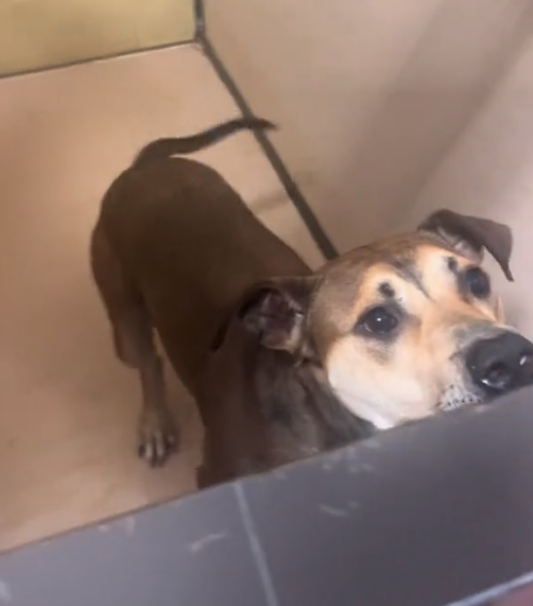 dog by the desk