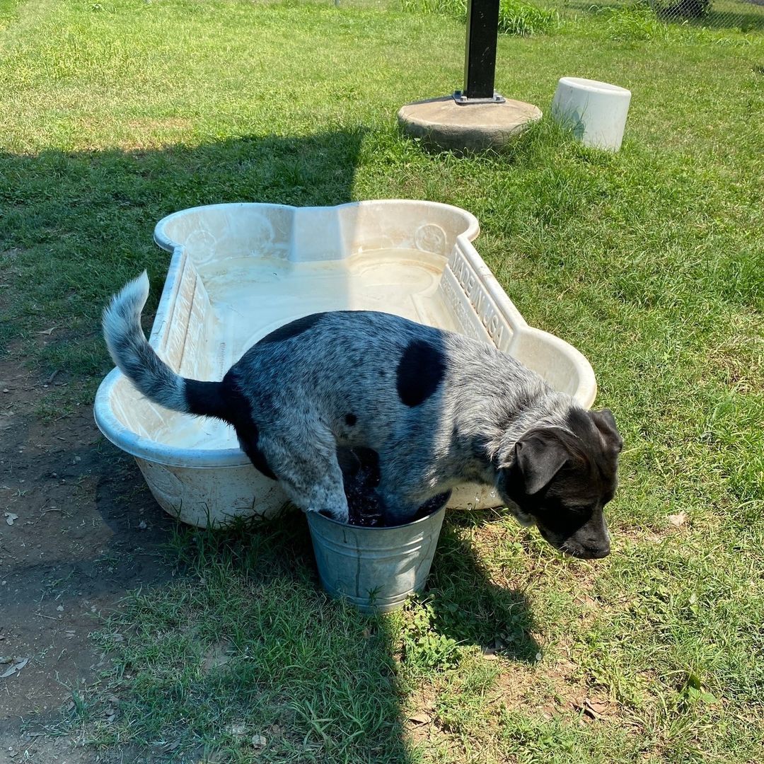 dog called centaur sitting in a bucket next to a pool