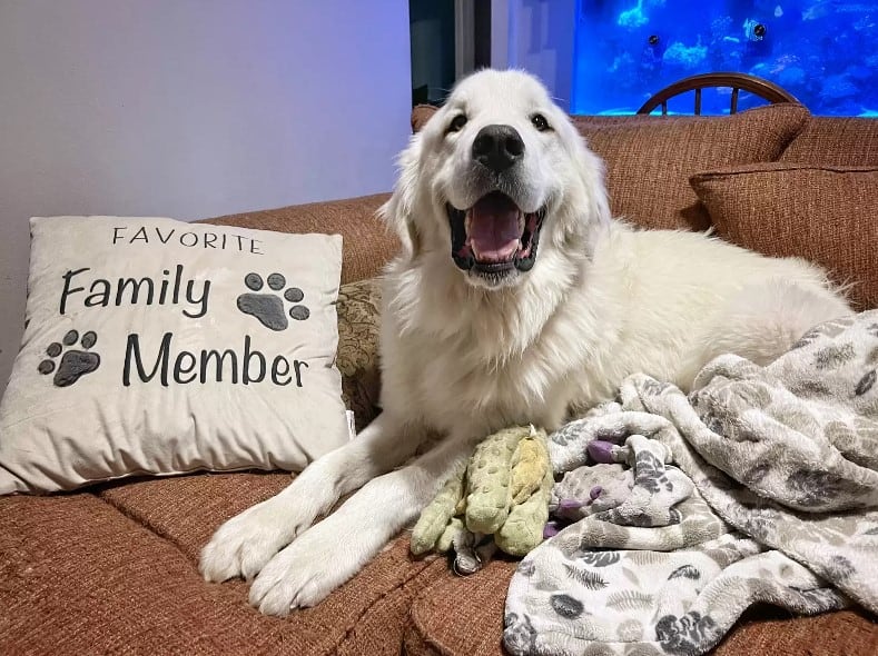 dog called Goose lying on the couch