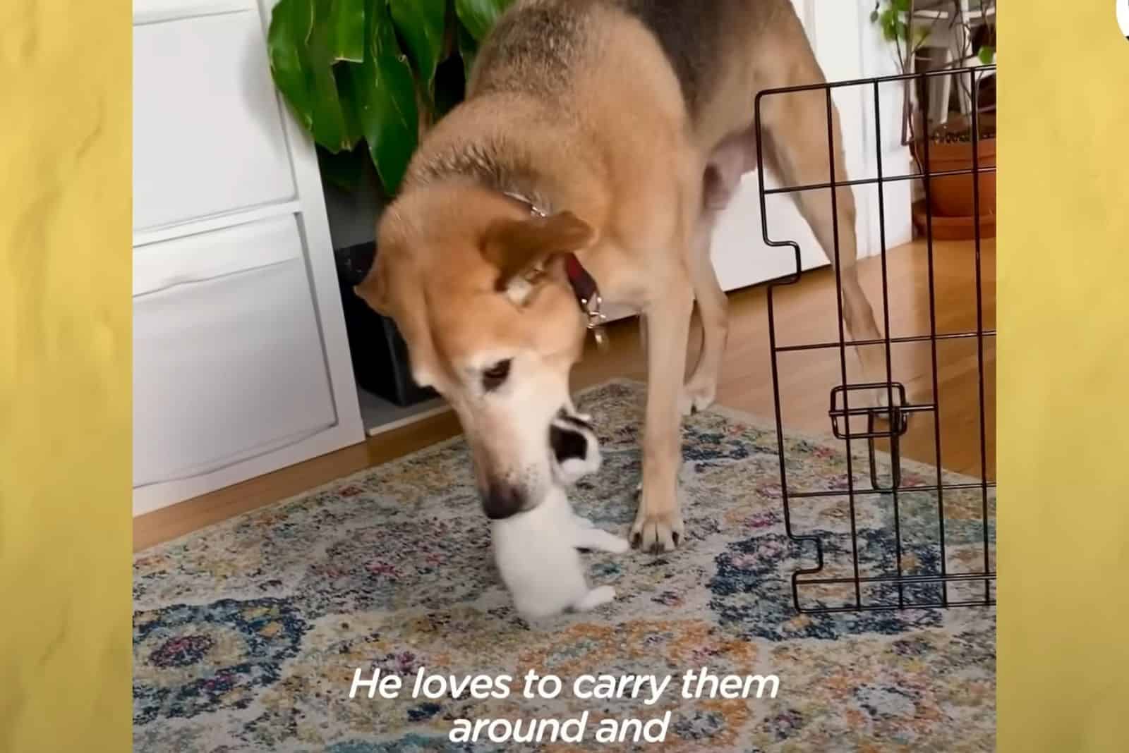 dog carrying a kitten in mouth
