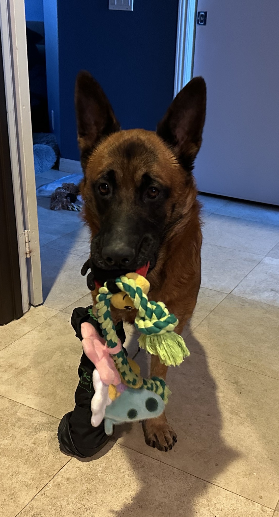 dog carrying a toy in his mouth