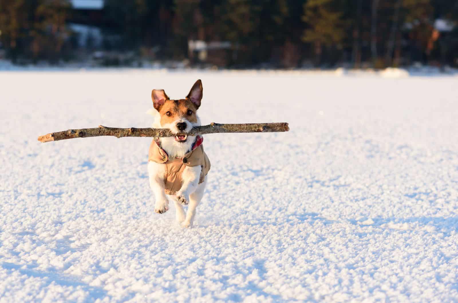 dog carrying stick