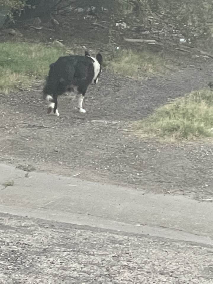 dog casually walking