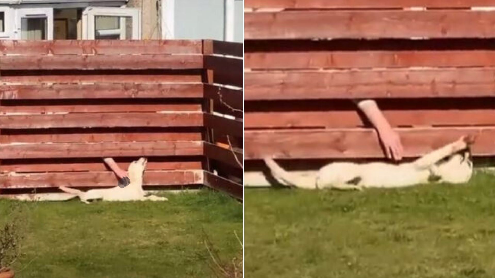 This Golden Retriever Labrador Mix Is Absolutely In Love With His Neighbor