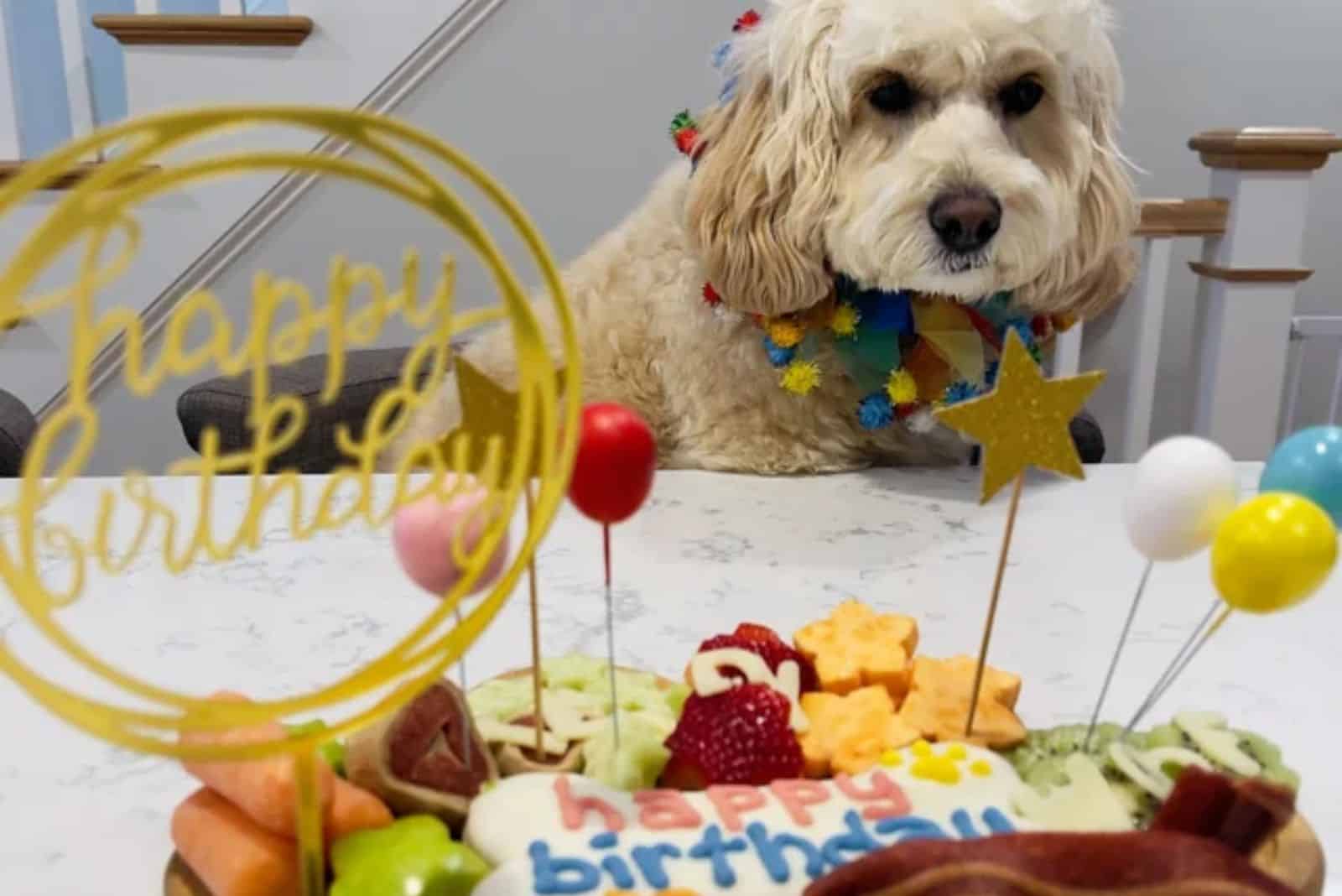 dog celebrates birthday looking at birthday cake