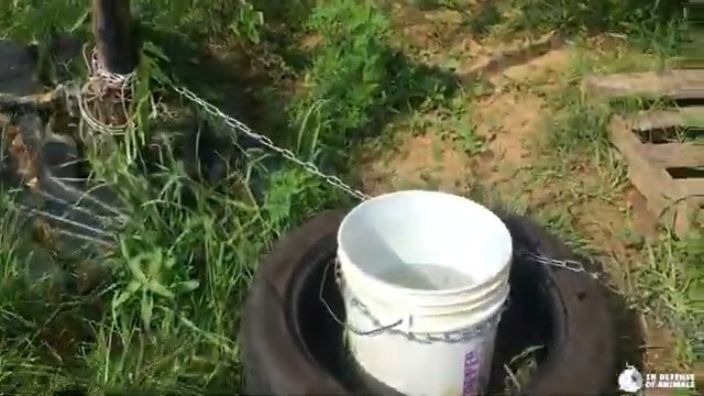 a dog chain around the bucket with water