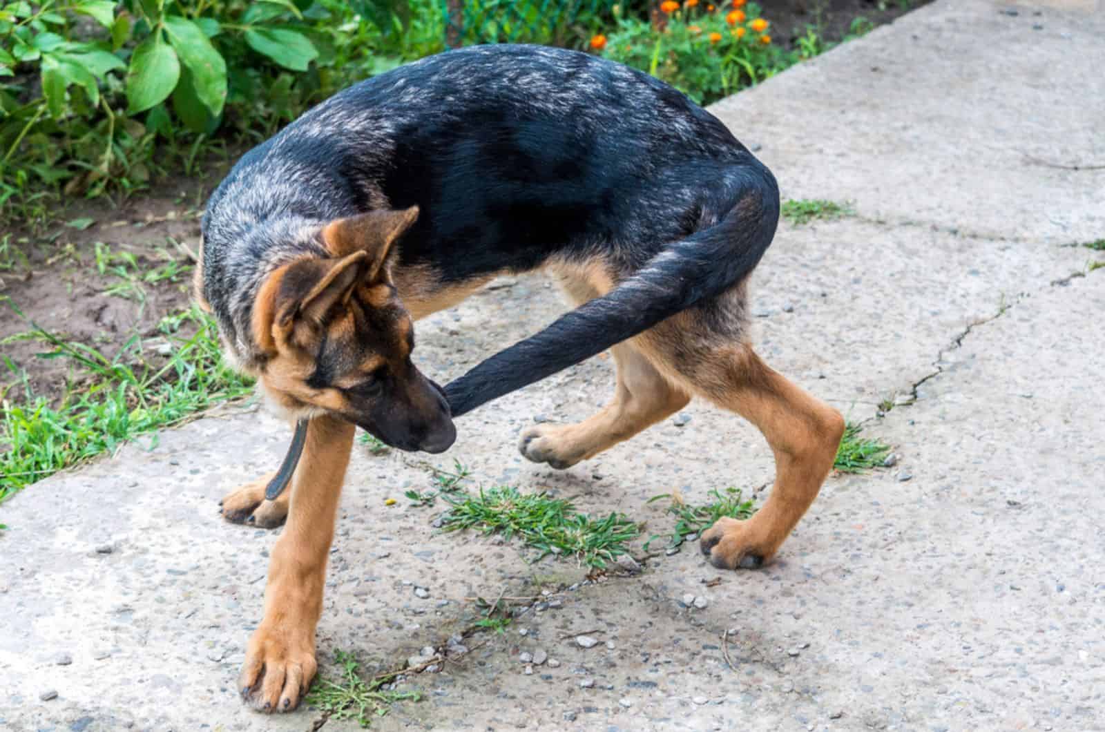 dog chase his tail outdoors