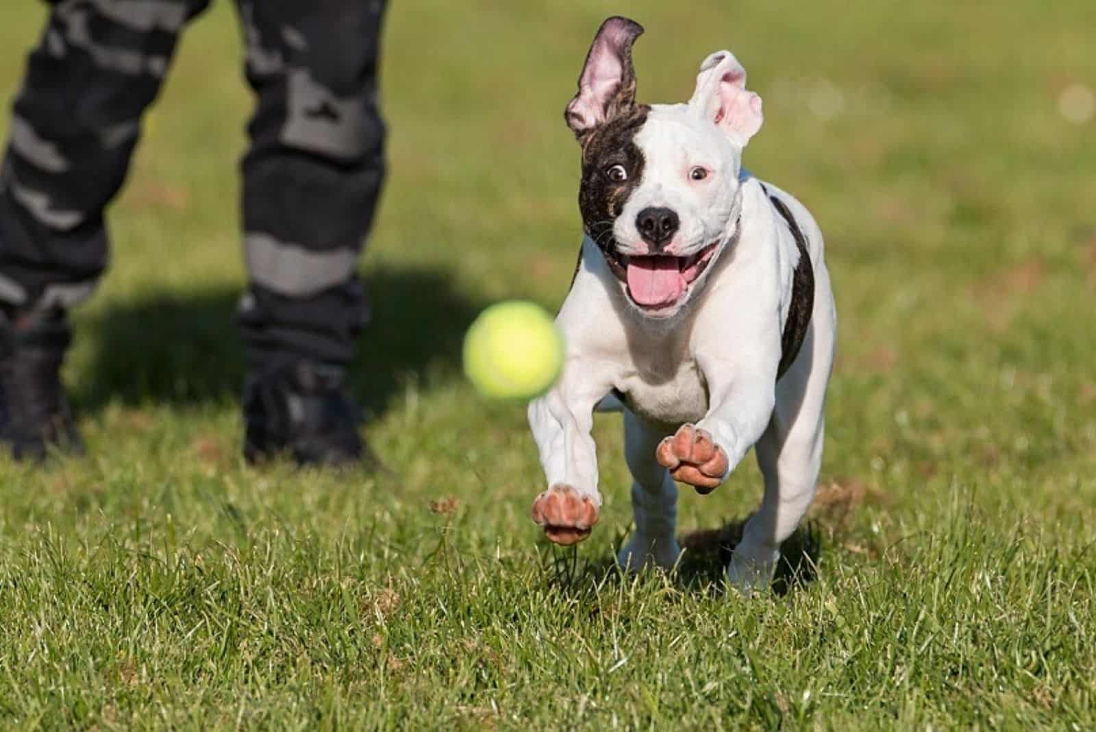 dog chases a tennis ball