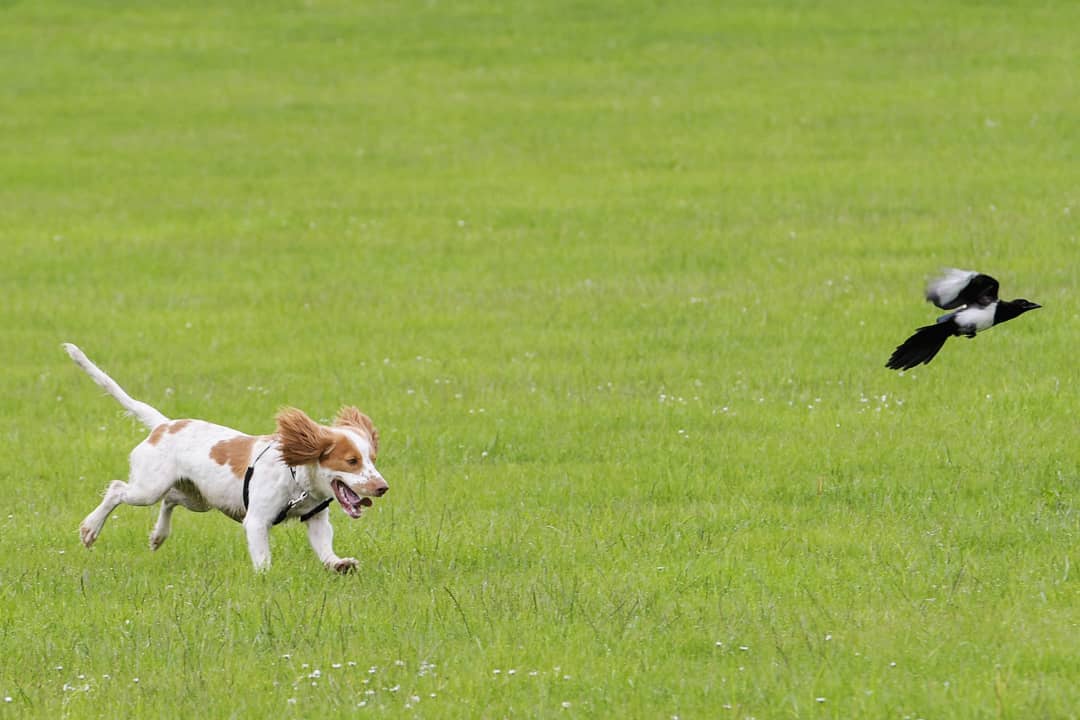 dog chasing bird