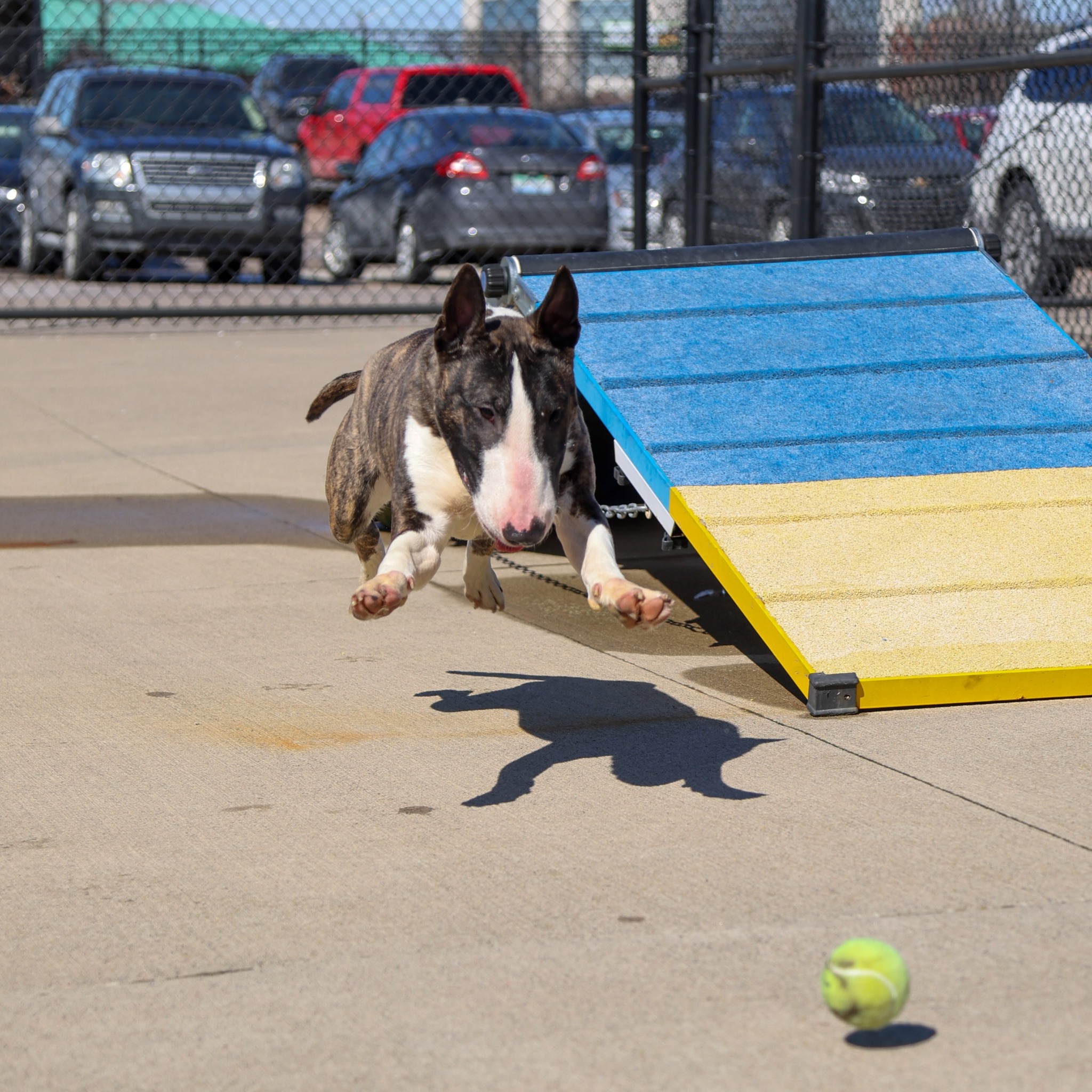 dog chasing tennis ball