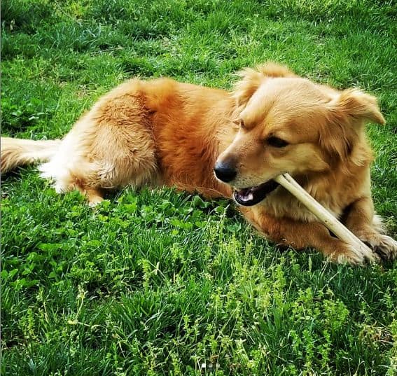 dog chew wood while lying down on the ground