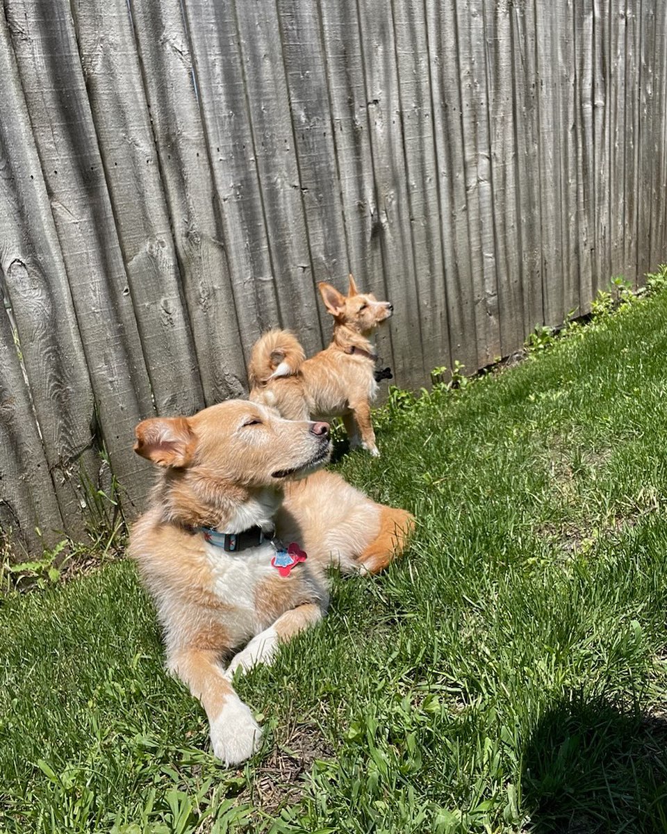 dog chilling with its puppy