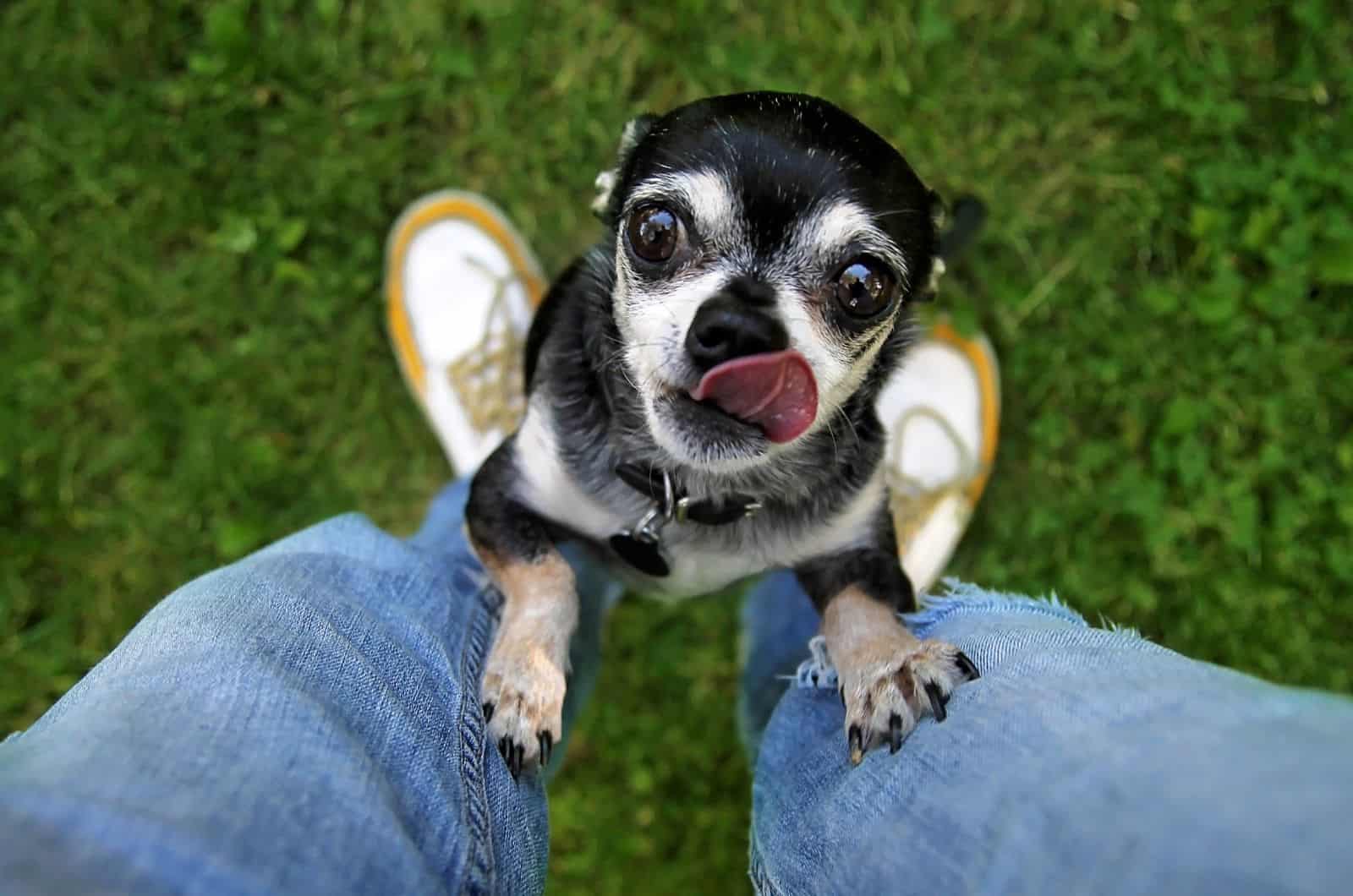 dog climbing on owner