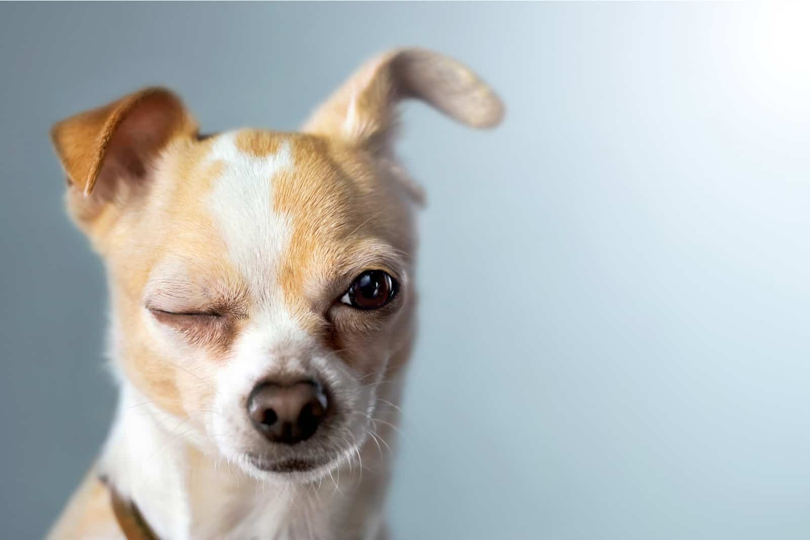 dog closing his eye with blue background