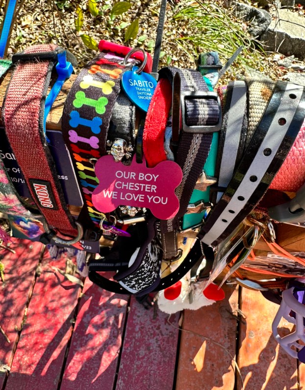 dog collars hung on the bridge