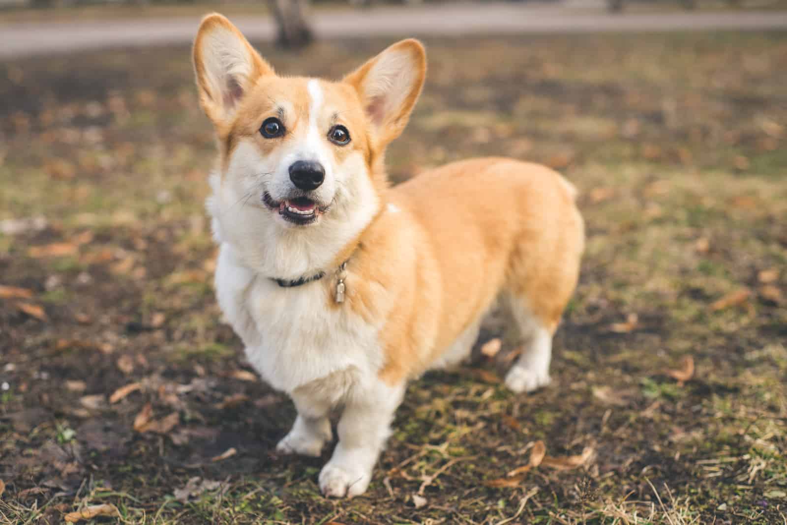 Dog Corgi posing outdoors