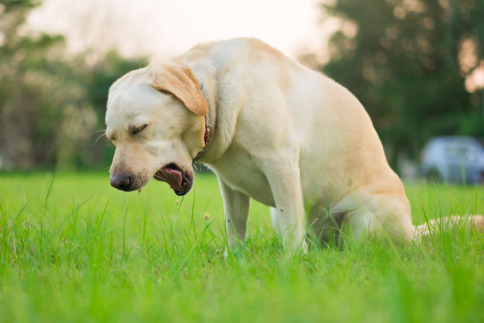 dog coughing