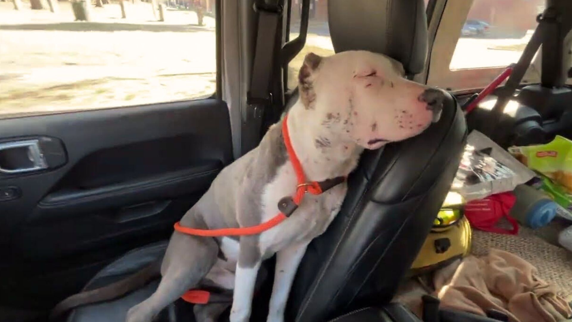 Rescuers Found A Sweet Dog Covered In Bite Wounds So They Rushed To His Aid