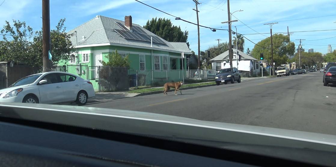 dog crossing the street