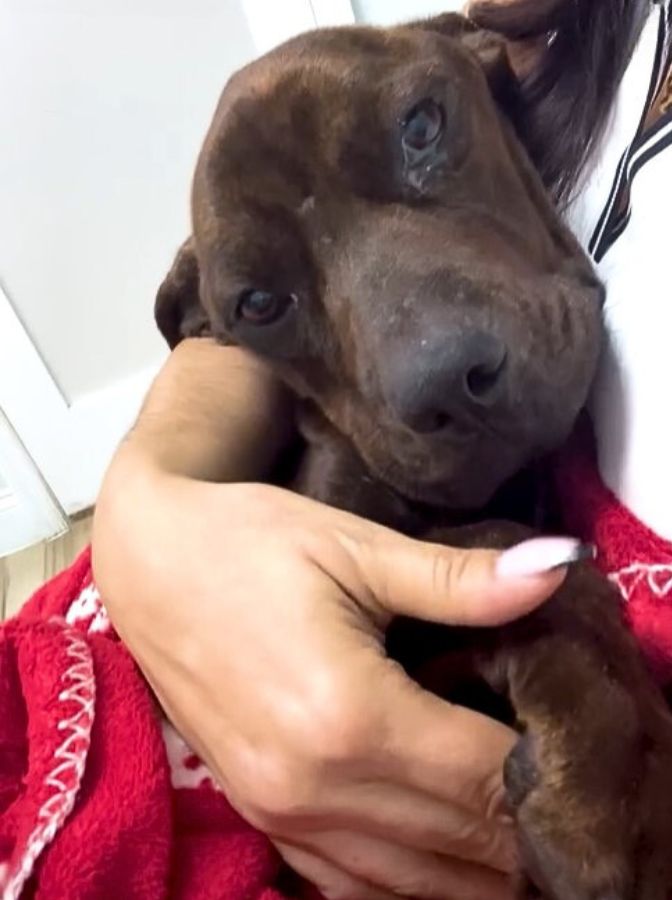 dog cuddling with woman