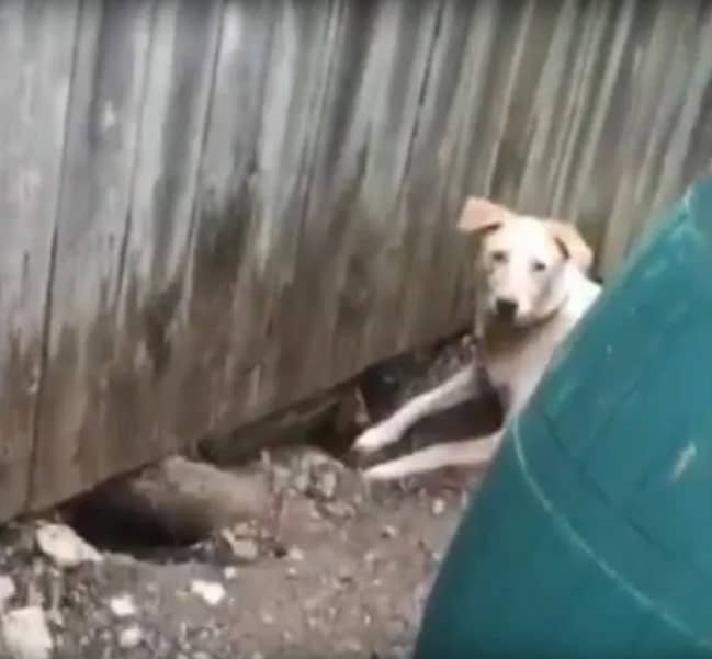 dog digging a hole