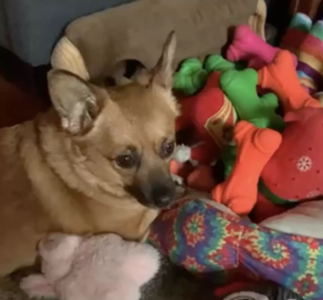 dog doris lying next to her colorful toys