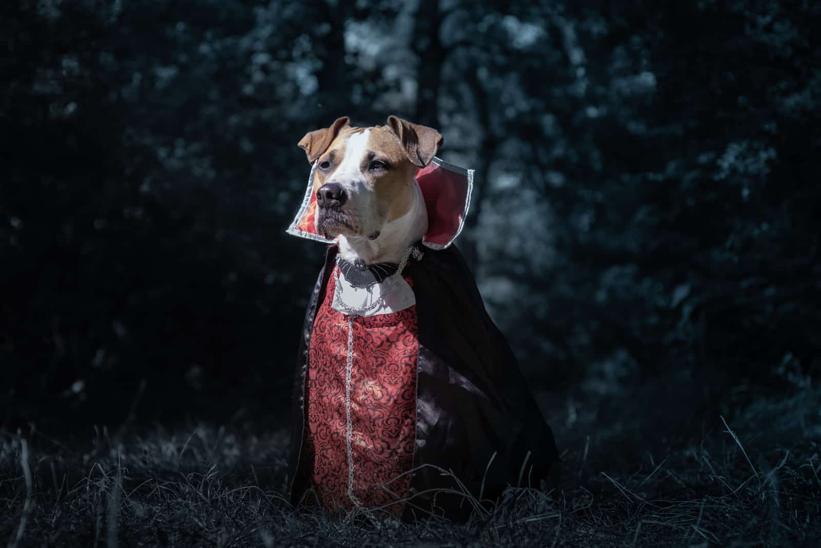 dog dressed up for halloween