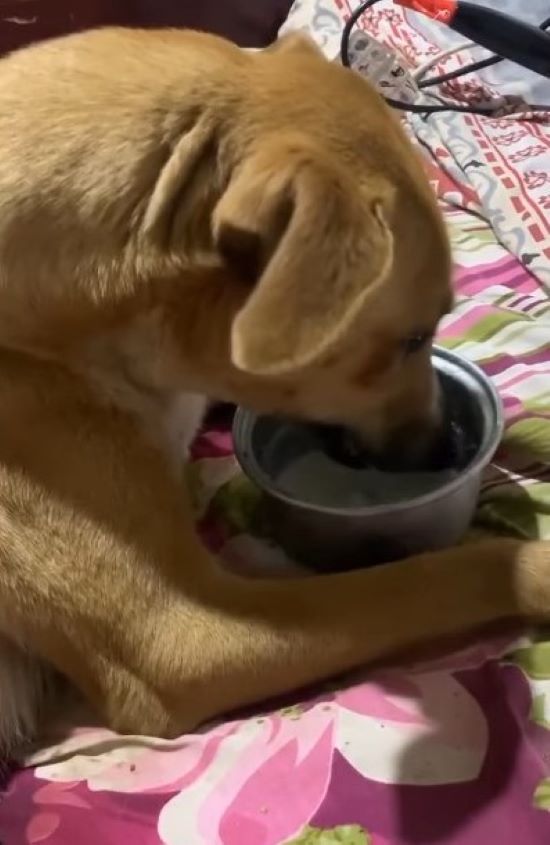 dog drinking water