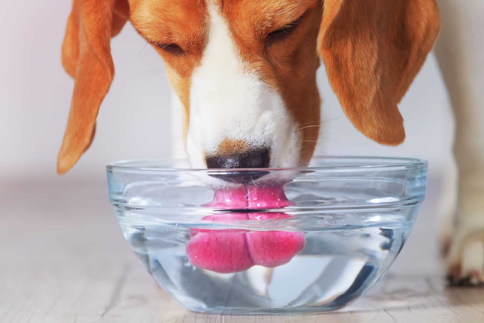 dog drinking water from a bowl