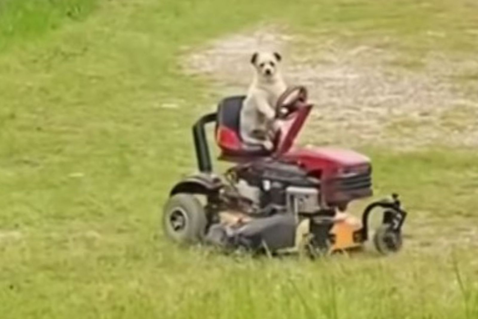 dog driving lawn mower