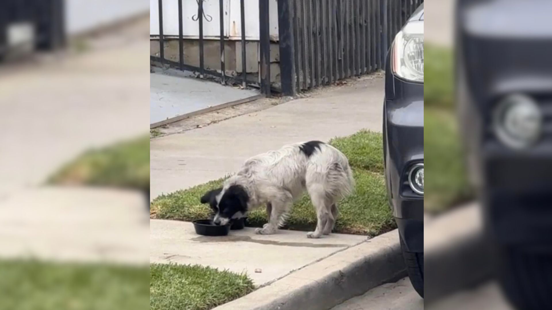 Dog Who Was Cruelly Dumped On A Busy Street By Owners Finally Gets Noticed By Determined Rescuers