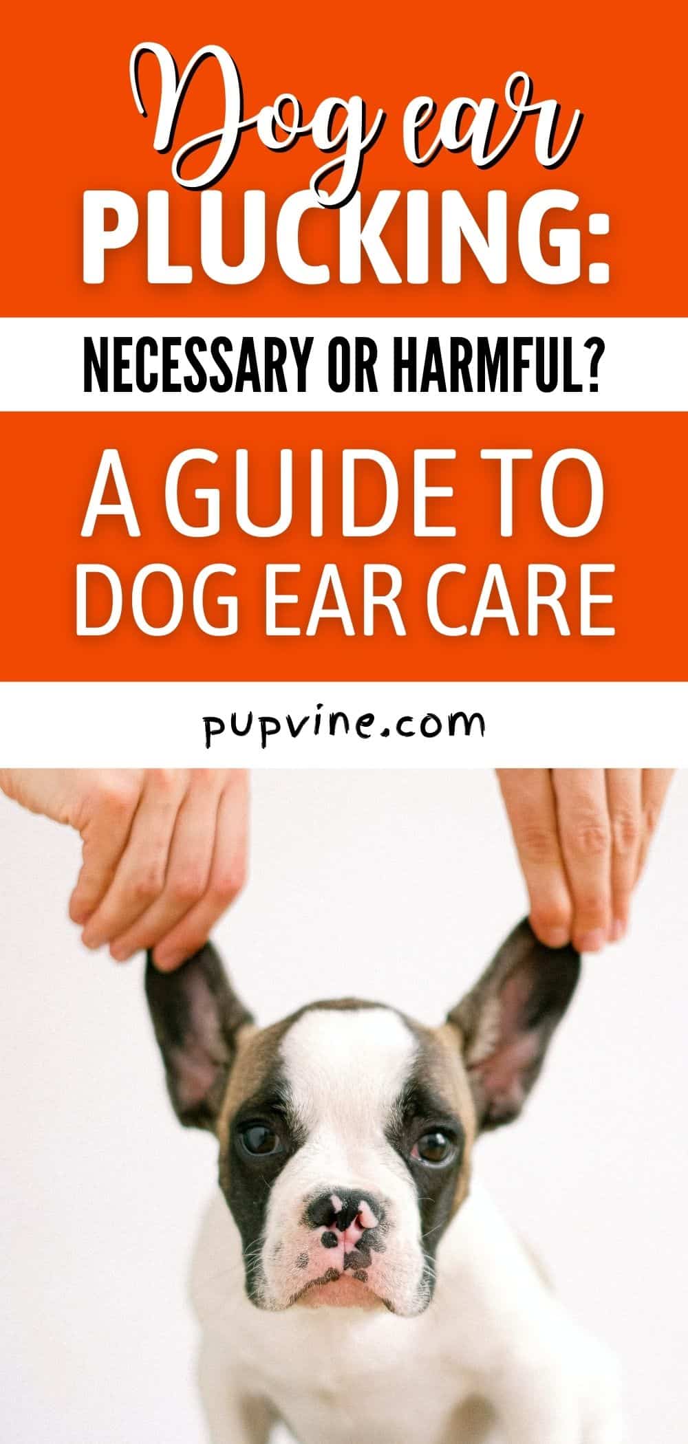 Dog Ear Plucking: Necessary Or Harmful? A Guide To Dog Ear Care