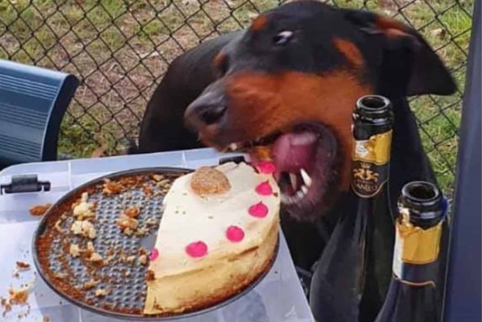 dog eating a cake from the table