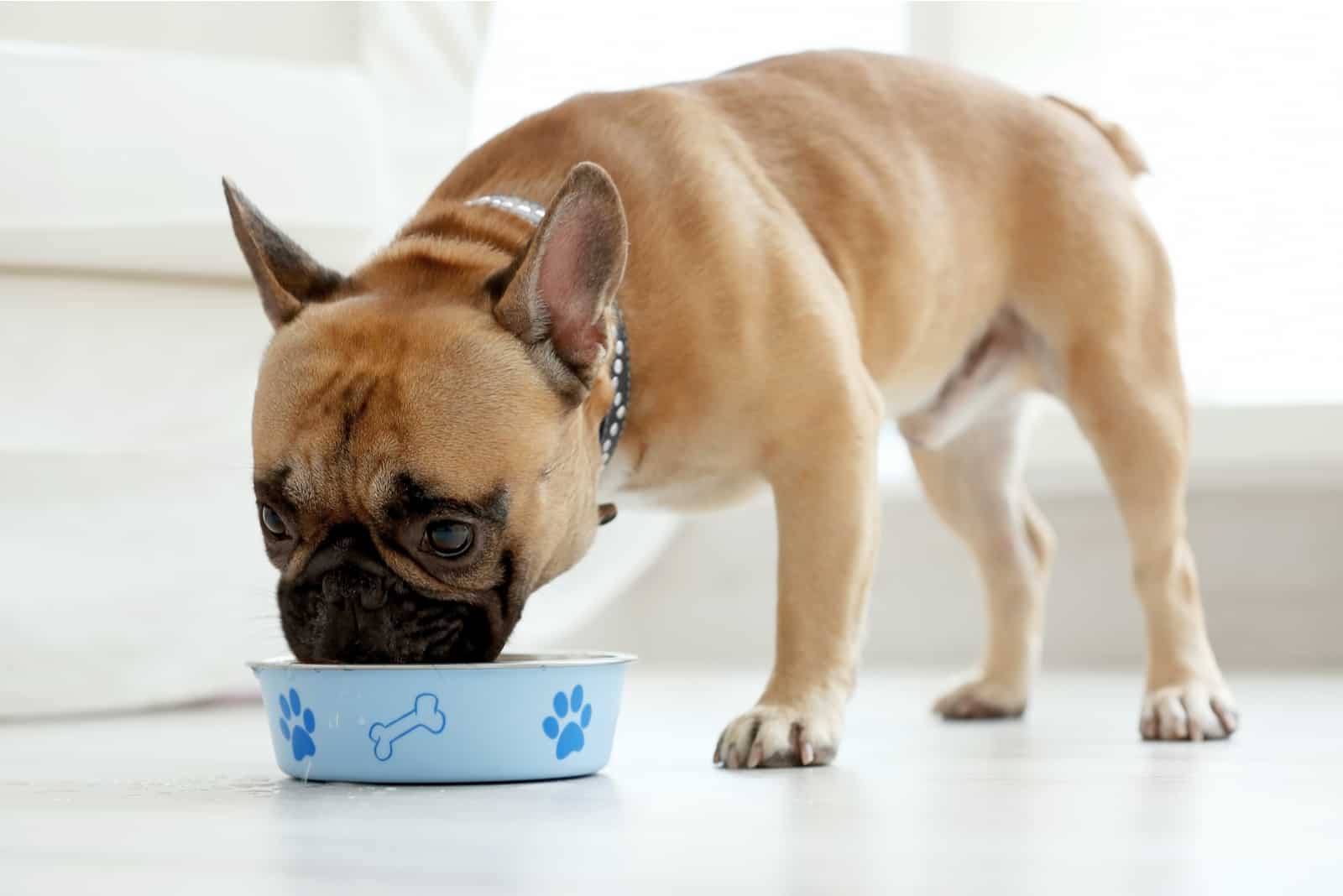 dog eating food from bowl