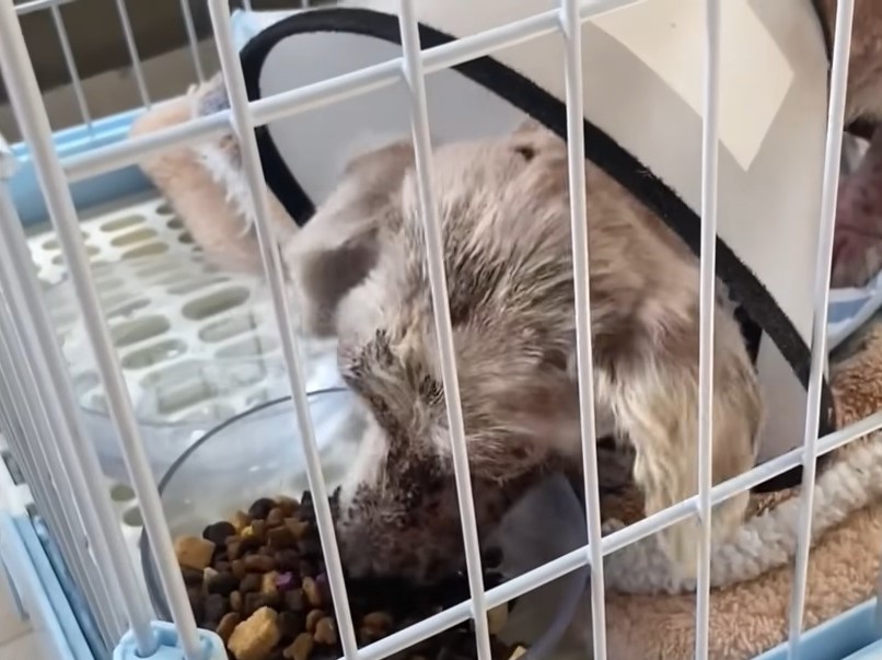 dog eating food in cage