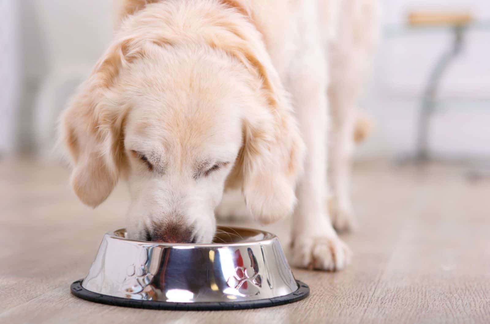 dog eating from a bowl indoors