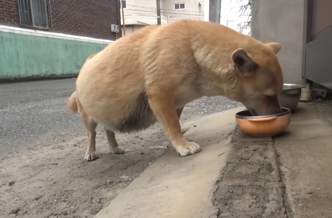 dog eating from a bowl