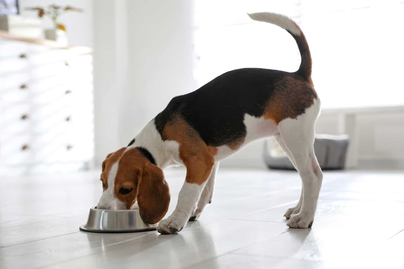 dog eating from bowl