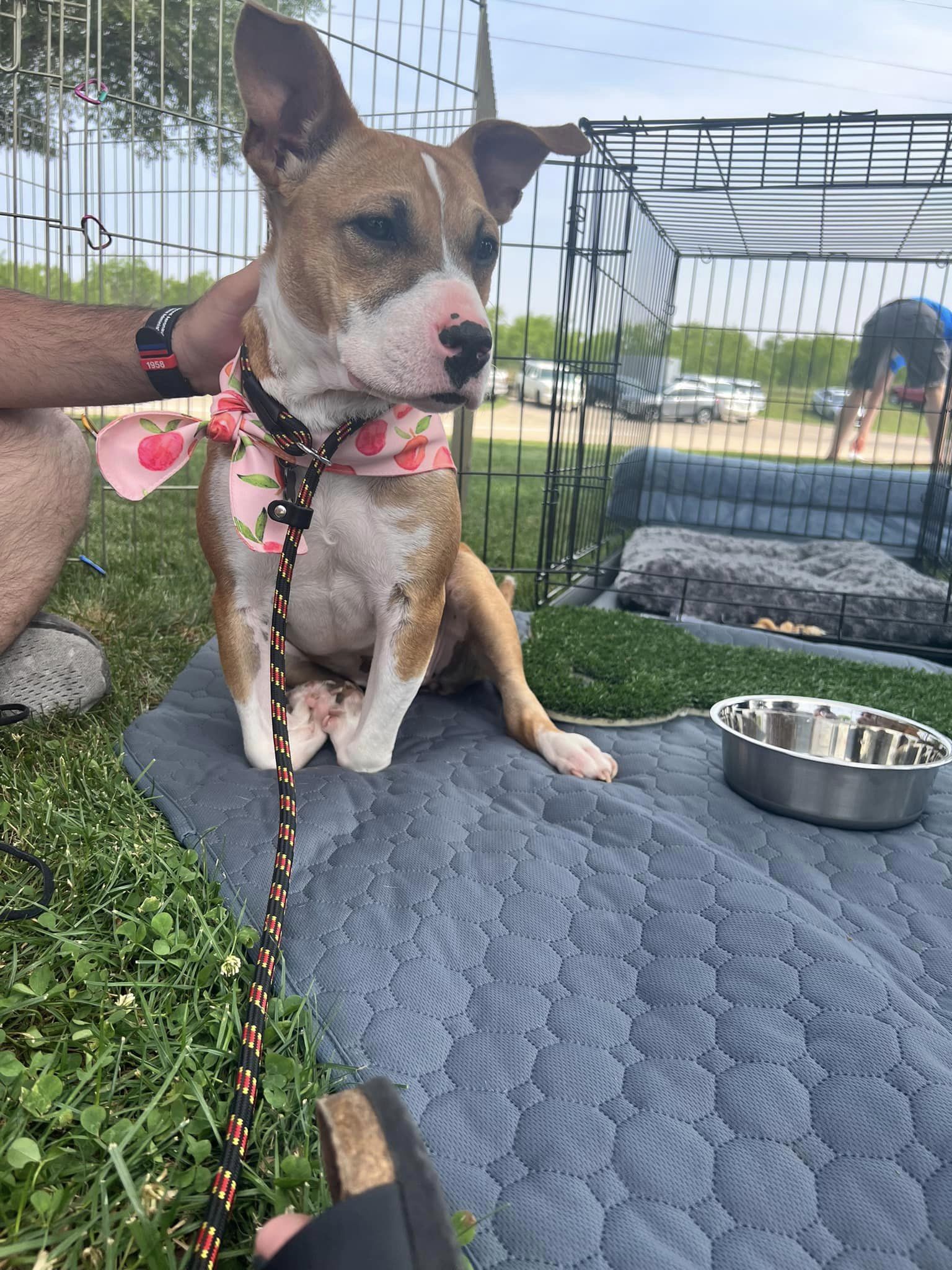 dog sitting outside next to his bowl and kennel