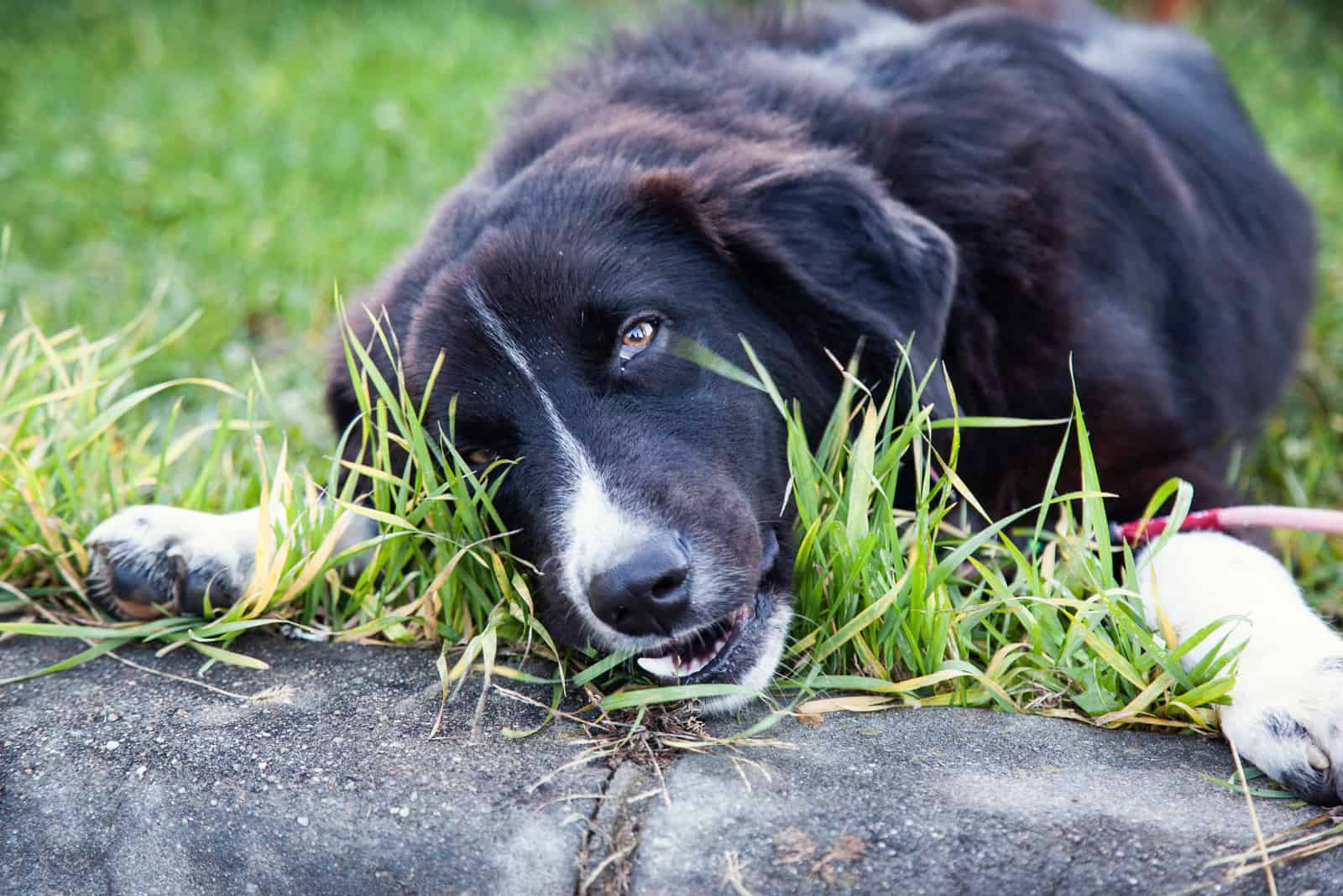 Dog eating grass in the park