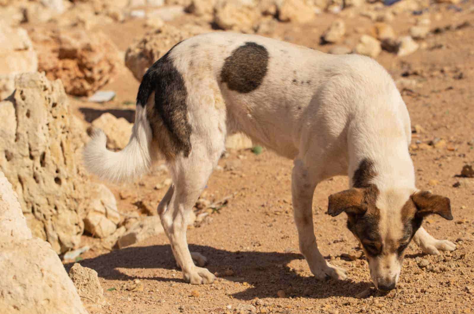 dog eating rocks while walking