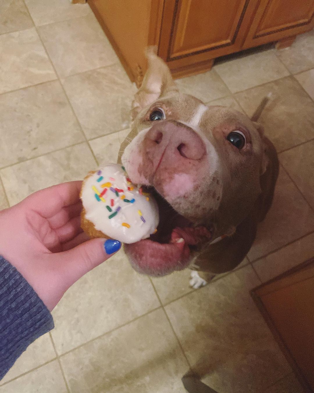 dog eating the cake