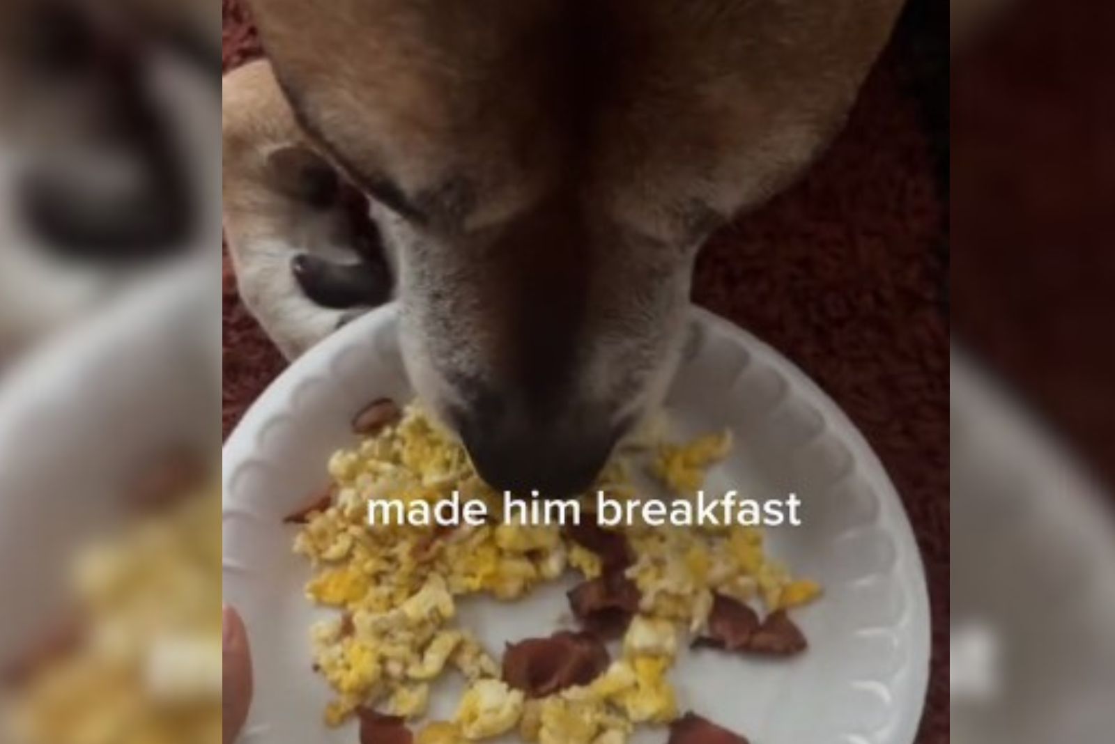 dog eats breakfast