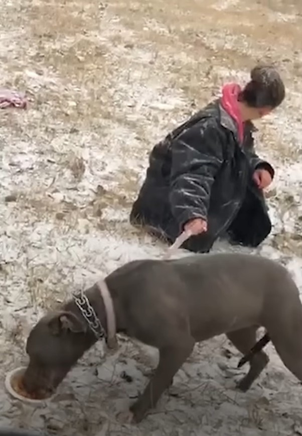 dog eats with woman behind