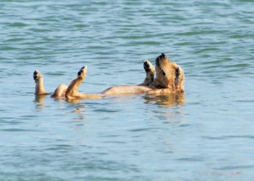 dog enjoying in water