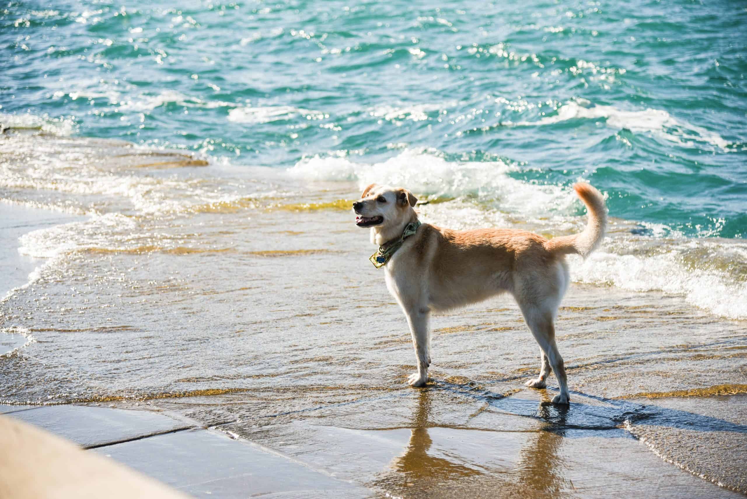 dog enjoying the beach